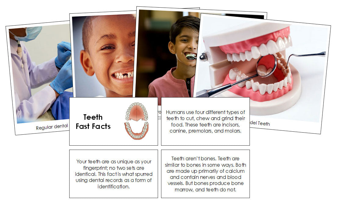 Teeth Fast Facts & Pictures - Montessori Print Shop Digital Download