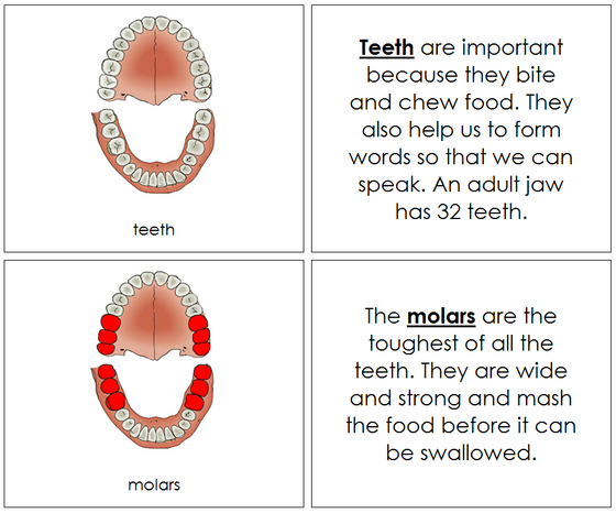 Teeth & Jaw Nomenclature Book - Montessori Print Shop Digital Download