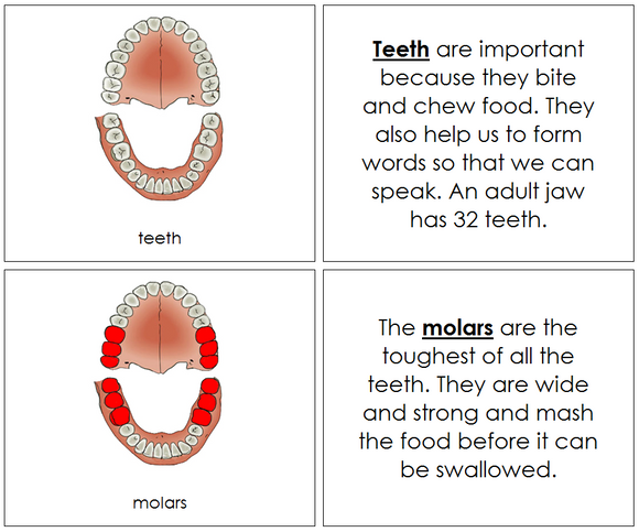 Teeth & Jaw Nomenclature Book - Montessori Print Shop Digital Download