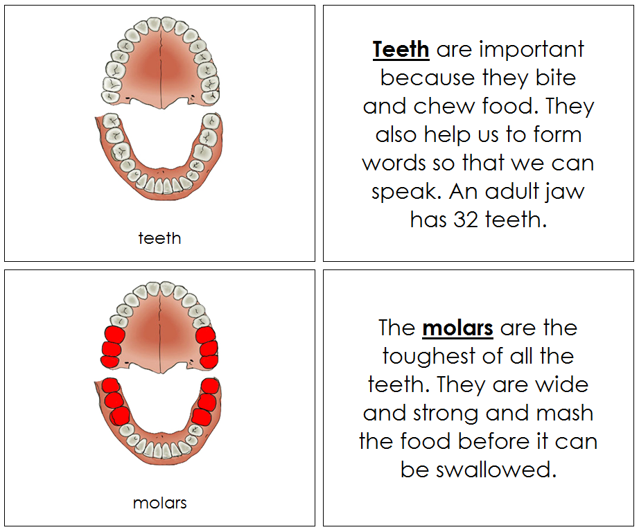 Teeth & Jaw Nomenclature Book - Montessori Print Shop Digital Download