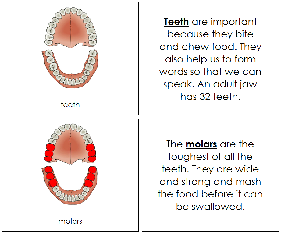 Teeth & Jaw Nomenclature Book - Montessori Print Shop