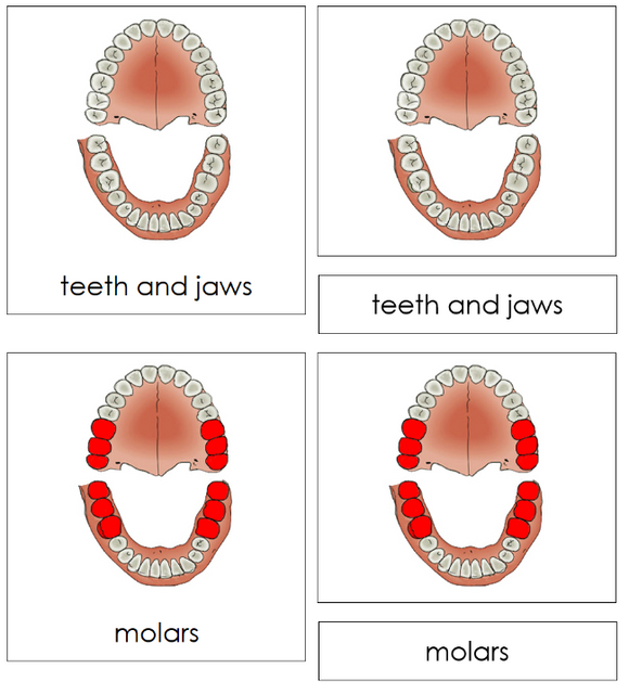 Teeth & Jaw Nomenclature 3-Part Nomenclature Cards - Montessori Print Shop Digital Download