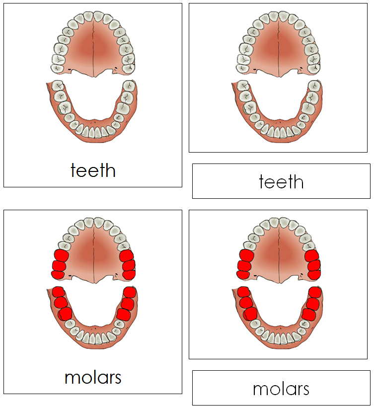 Teeth & Jaw Nomenclature 3-Part Cards - Montessori Print Shop