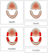 Teeth & Jaw Nomenclature 3-Part Cards - Montessori Print Shop