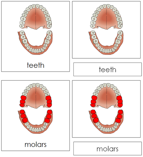 Teeth & Jaw Nomenclature Cards - Montessori Print Shop