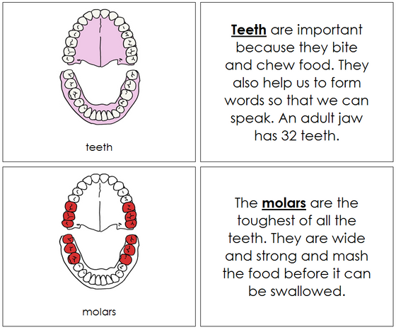 Teeth & Jaw Nomenclature Book (red) - Montessori Print Shop