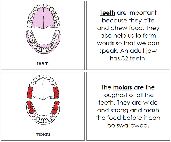 Teeth & Jaw Nomenclature Book (red) - Montessori Print Shop