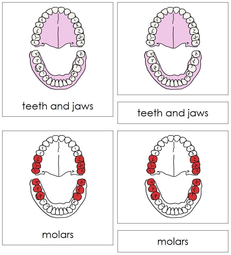 Teeth & Jaws Nomenclature - Cards (red)