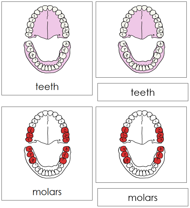 Teeth & Jaw Nomenclature 3-Part Cards (red) - Montessori Print Shop
