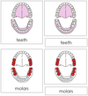 Teeth & Jaw Nomenclature 3-Part Cards (red) - Montessori Print Shop