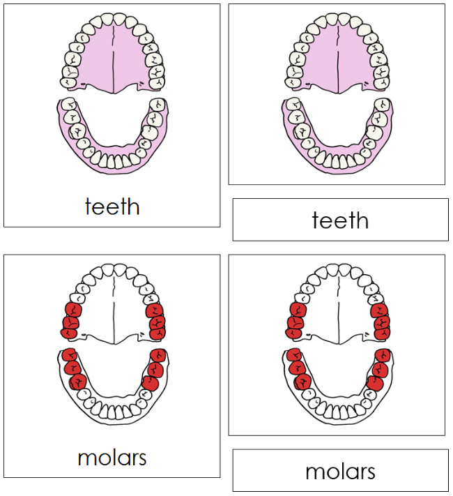 Teeth & Jaw Nomenclature Cards (red) - Montessori Print Shop Digital Download