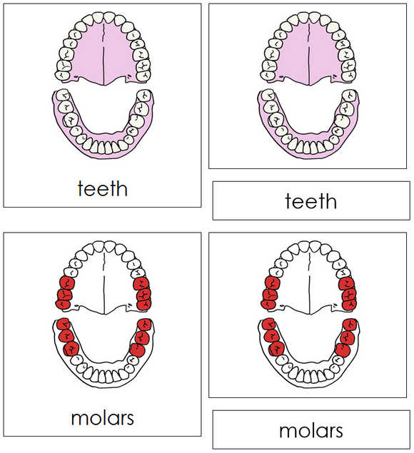 Teeth & Jaw Nomenclature Cards (red) - Montessori Print Shop