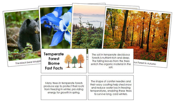 Temperate Forest Biome Fast Facts and Pictures - Montessori Print Shop Digital Download