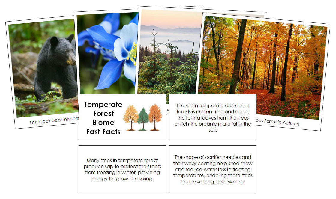 Temperate Forest Biome Fast Facts and Pictures - Montessori Print Shop Digital Download