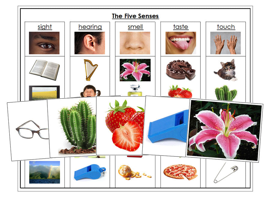 The Five Senses Chart and Sorting Cards - Montessori Print Shop Digital Download