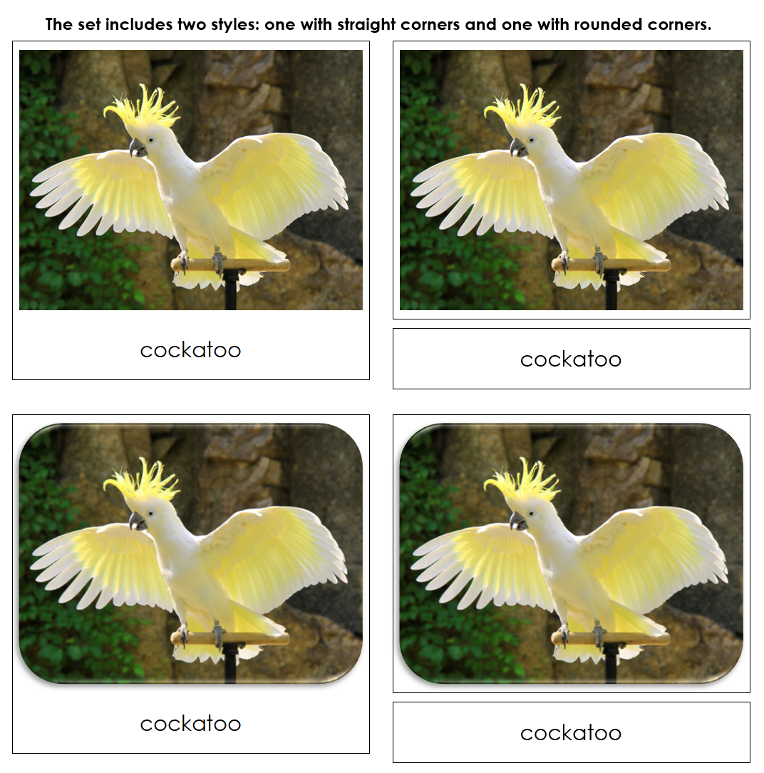 The Land Down Under Safari Toob Cards - Montessori Print Shop Digital Download