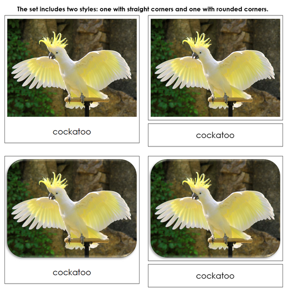 The Land Down Under Safari Toob Cards - Montessori Print Shop Digital Download