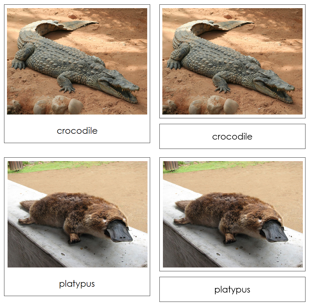 The Land Down Under Safari Toob 3-Part Cards - Montessori Print Shop Digital Download