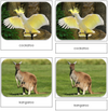 The Land Down Under Safari Toob Cards - Montessori Print Shop