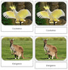 The Land Down Under Safari Toob Cards - Montessori Print Shop