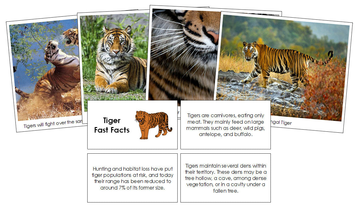 Tiger Fast Facts  & Pictures - Montessori Print Shop Digital Download