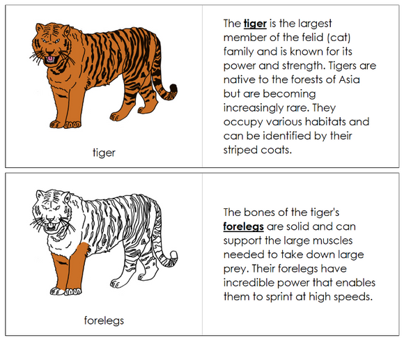 Parts of a Tiger Nomenclature Book - Montessori Print Shop Digital Download