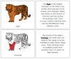 Tiger Nomenclature Book (red) - Montessori Print Shop