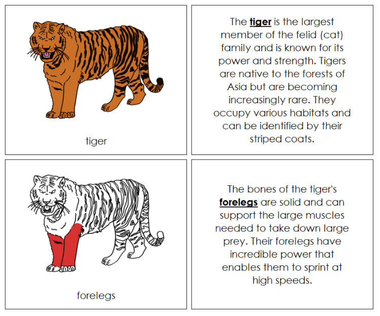 Tiger Nomenclature Book (red) - Montessori Print Shop Digital Download