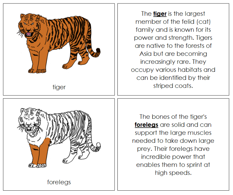 Parts of a Tiger Nomenclature Book - Montessori Print Shop Digital Download