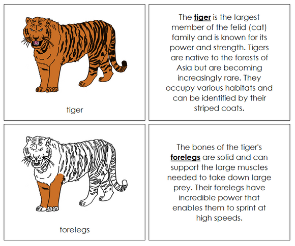 Parts of a Tiger Nomenclature Book - Montessori Print Shop