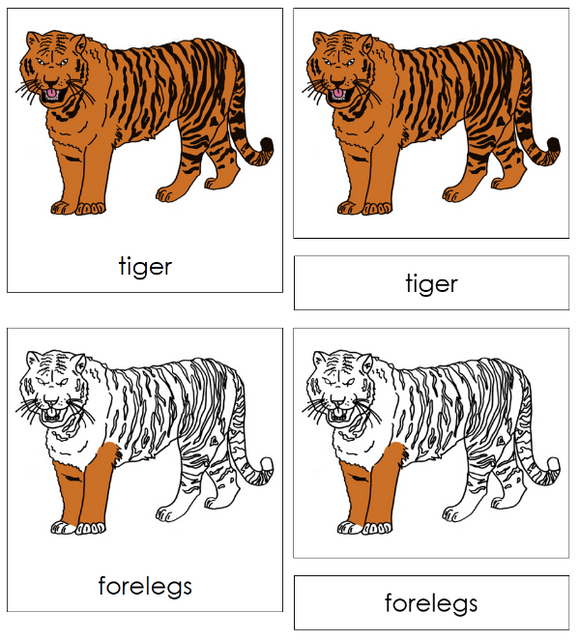Parts of a Tiger 3-Part Nomenclature Cards - Montessori Print Shop Digital Download