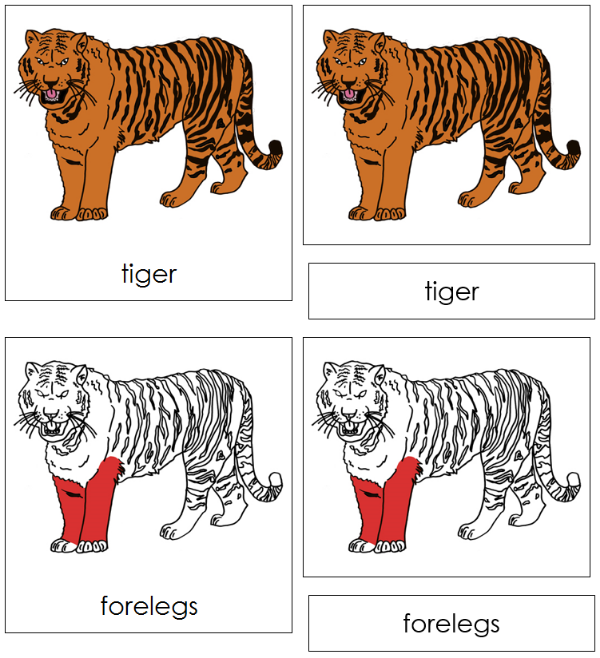 Parts of a Tiger Nomenclature Cards (red) - Montessori Print Shop Digital Download