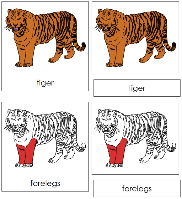 Tiger Nomenclature Cards (red) - Montessori Print Shop