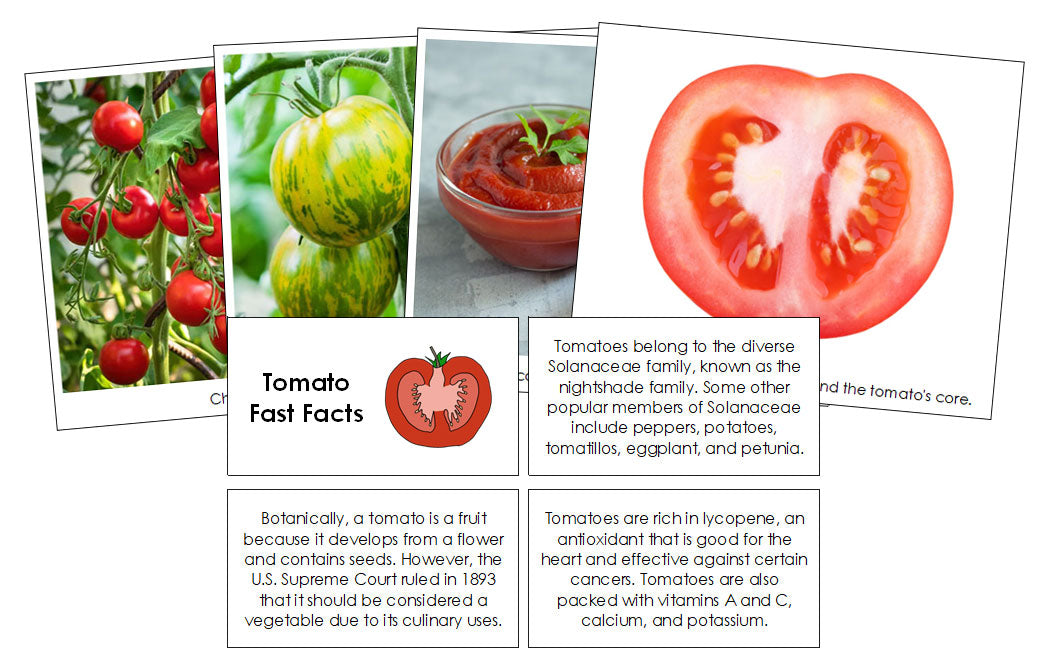 Tomato Fast Facts & Pictures - Montessori Print Shop Digital Download