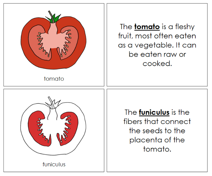 Parts of a Tomato Nomenclature Book (Red) - Montessori Print Shop Digital Download