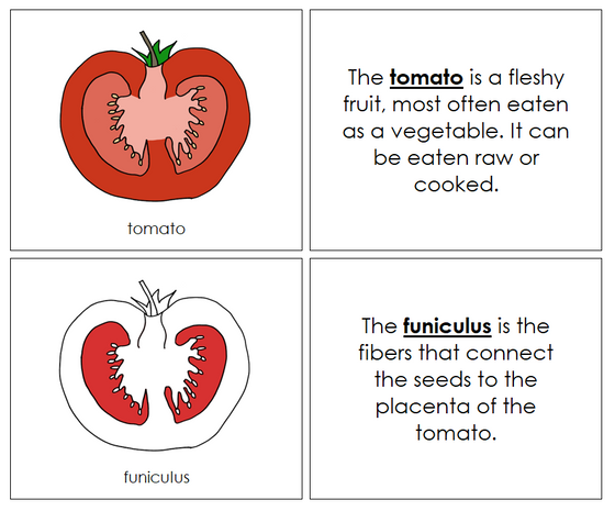 Parts of a Tomato Nomenclature Book (Red) - Montessori Print Shop