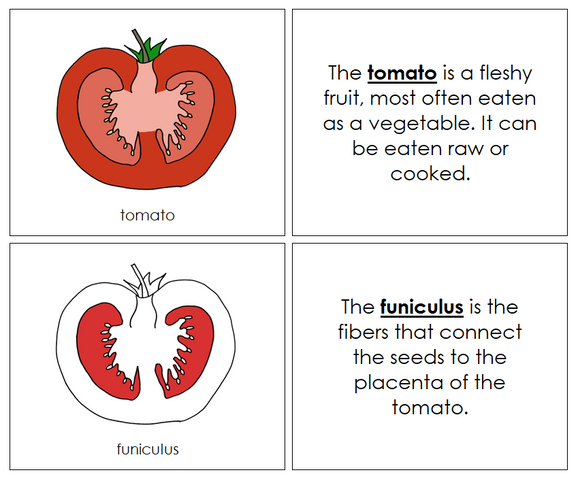 Parts of a Tomato Nomenclature Book (Red) - Montessori Print Shop