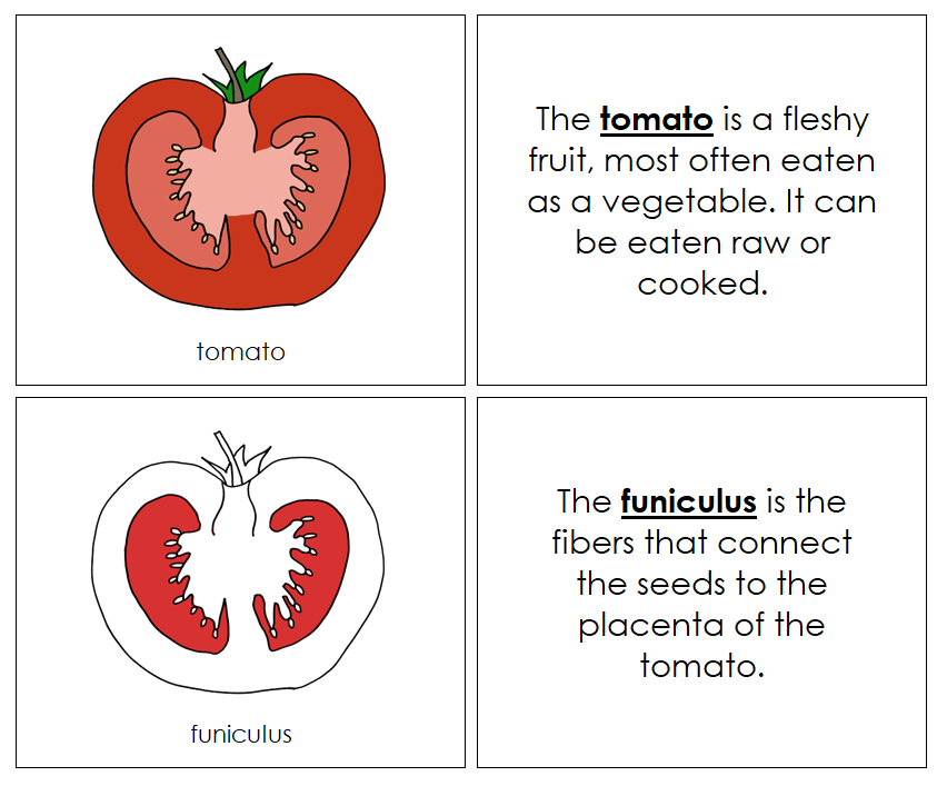 Parts of a Tomato Nomenclature Book (Red) - Montessori Print Shop