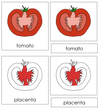 Parts of a tomato Nomenclature 3-Part Cards (Red) - Montessori Print Shop