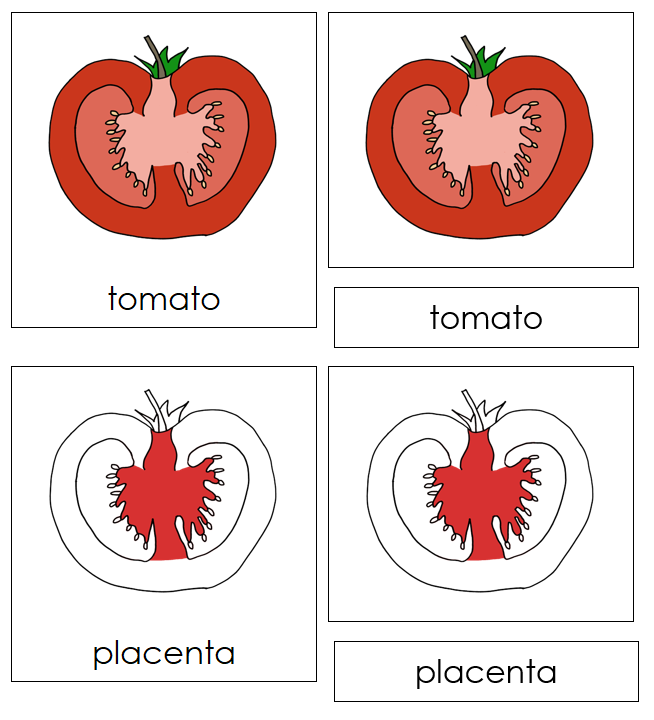 Parts of a tomato Nomenclature 3-Part Cards (Red) - Montessori Print Shop Digital Download