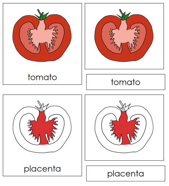 Parts of a tomato Nomenclature Cards (Red) - Montessori Print Shop