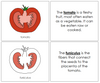 Parts of a Tomato Nomenclature Book - Montessori Print Shop