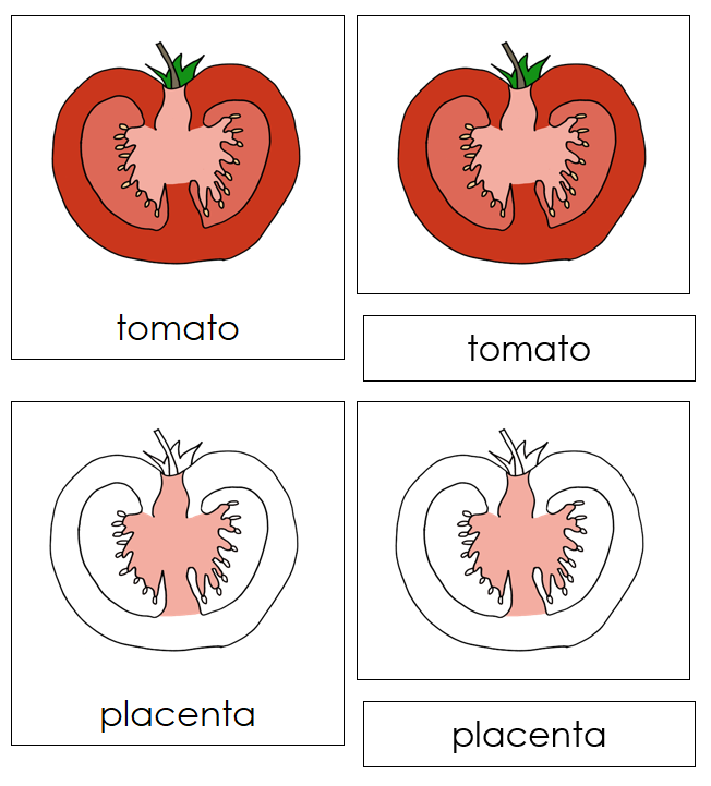 Parts of a Tomato 3-Part Nomenclature Cards - Montessori Print Shop Digital Download