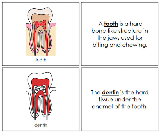 Tooth Nomenclature Book (red) - Montessori Print Shop