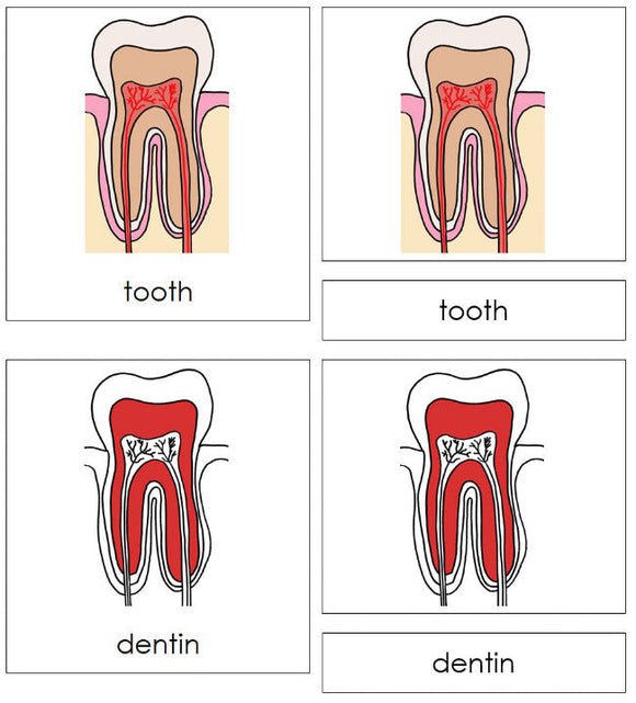 Parts of a Human Tooth 3-Part Nomenclature Cards (red) - Montessori Print Shop Digital Download