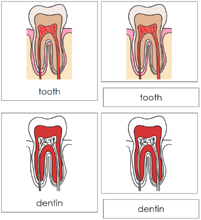 Tooth Nomenclature 3-Part Cards (red) - Montessori Print Shop