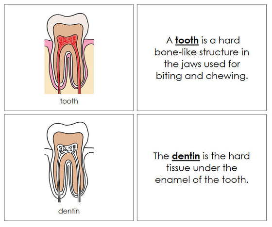 Tooth Nomenclature Book - Montessori Print Shop