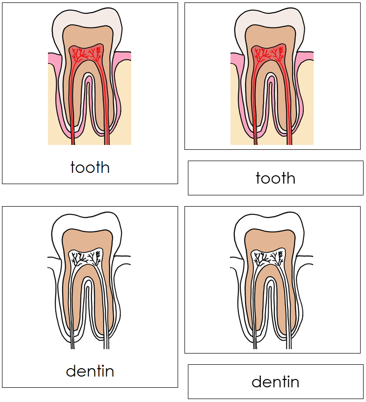 Tooth Nomenclature 3-Part Cards - Montessori Print Shop