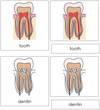 Tooth Nomenclature 3-Part Cards - Montessori Print Shop