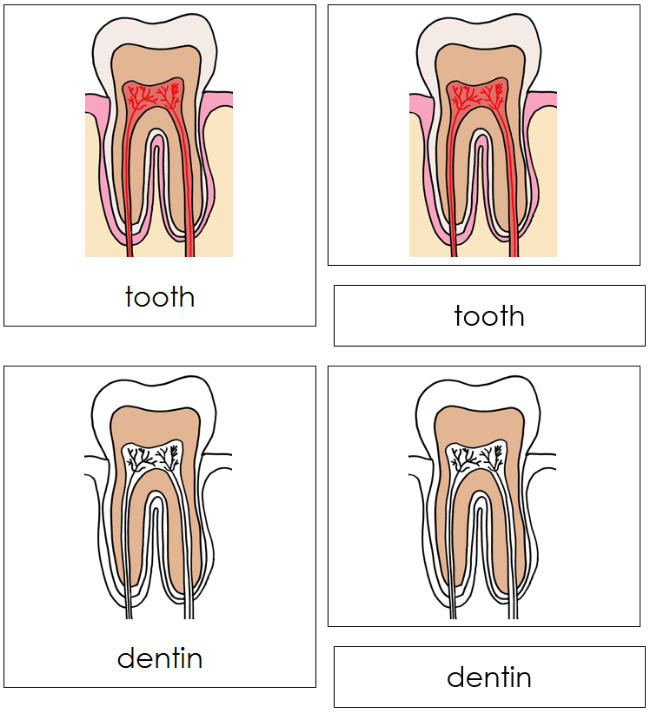 Parts of a Human Tooth 3-Part Nomenclature Cards - Montessori Print Shop Digital Download